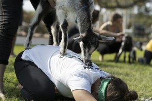 Baby Goat Yoga in Big Bear