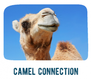 Camel Connection